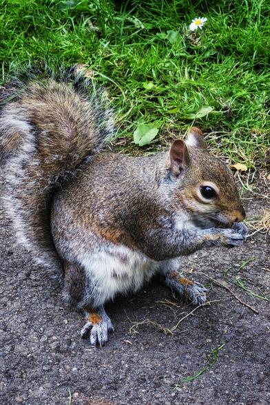 A grey squirrel with a fluffy tail is shown in profile, sitting on dark earth and holding a small brown object to its mouth with its front paws. Behind it is vibrant green grass with a single white daisy visible in the upper right corner.