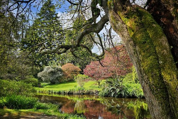 A vibrant woodland scene with a clear stream reflecting the trees and sky. On the right, a large moss-covered tree trunk with gnarled branches extends over the water. The opposite bank features lush green grass, various trees, and flowering bushes, including a striking red-leafed tree and white-flowered shrubs. The background shows more dense green foliage and a bright blue sky with hints of white clouds.