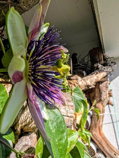 Die erste Blüte der Passionsblume in Nahaufnahme von der Seite. Ganz im Hintergrund ist unscharf die brütende Ringeltaube zu erahnen.