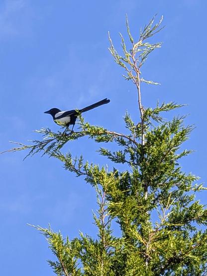 Eine Elster sitzt abflugbereit auf einem dünnen Zweig in der Spitze der Thuja vor knallblauem Himmel.