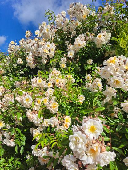 Die Rose.  Riesig.  Blüten ohne Ende.