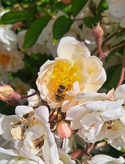Blüte mit Bienchen