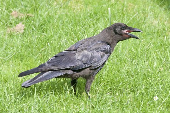 Eine junge Krähe sitzt in der Wiese und sperrt den Schnabel auf.