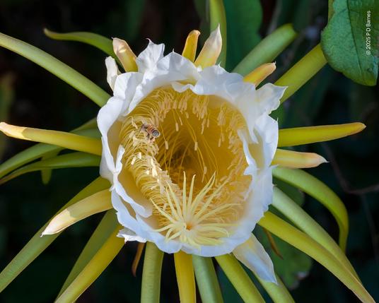 Looking directly into the golden flower of the moonlight cactus or dragonfruit. The white flower typically only lasts a day, and has a remarkable profusion of anthers together with an unusual flower-like stigma projecting away from the anthers. A lone honeybee is gathering pollen.