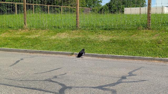 Photo of a young crow sitting next to the kerb on a road. Behind it, a green field with a high fence.