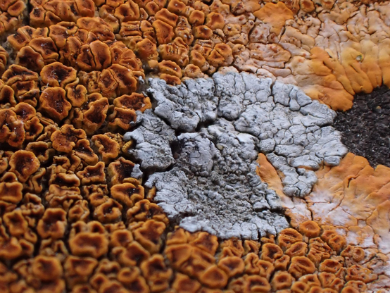 A play of light and dark orange lichen around a white and grey lichen. On the left the lichen has dark reddish spots while on the right it turns lighter and yellow. The white and grey has more of a crackle pattern in the center.