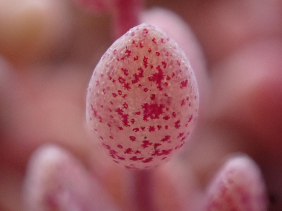 A pink with dark pink speckled egg shaped 'leaf' of a succulent, really up close.