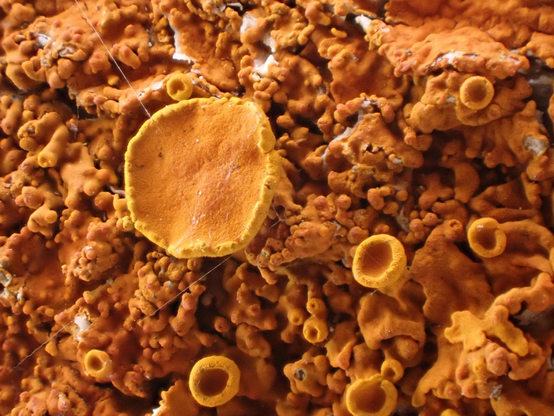 Bright orange lichen, a blobby and wavy pattern with some yellow circles sticking out.
