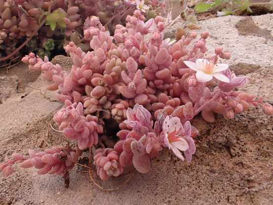 A pink flowering succulent growing on a wall. The 'leaves' are spotted with a dark pink, the flowers are white.
