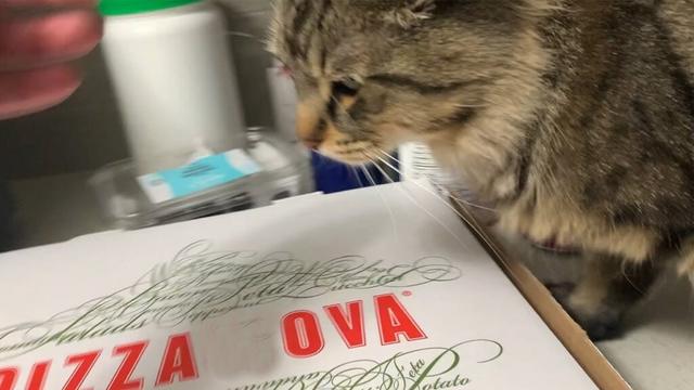 うちの猫は一口食べただけで…鼻を頼りにピザの箱に戻ってしまいました！🍕😹