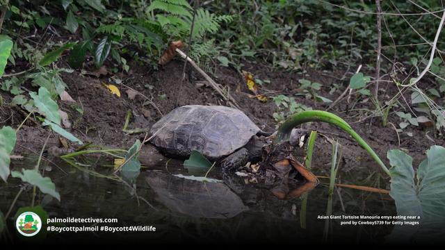 Despite being the largest #tortoise in Asia, Asian Giant Tortoises are #extinct in #Singapore 😿 and critically #endangered in #Indonesia 🇮🇩 #Malaysia 🇲🇾 #Thailand 🇹🇭 due to #palmoil #deforestation and the #pet trade. #BoycottPalmOil #Boycott4Wildlife https://palmoildetectives.com/2021/01/25/asian-giant-tortoise-manouria-emys/?utm_source=mastodon&utm_medium=Palm+Oil+Detectives&utm_campaign=publer