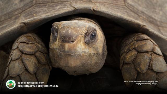 Despite being the largest #tortoise in Asia, Asian Giant Tortoises are #extinct in #Singapore 😿 and critically #endangered in #Indonesia 🇮🇩 #Malaysia 🇲🇾 #Thailand 🇹🇭 due to #palmoil #deforestation and the #pet trade. #BoycottPalmOil #Boycott4Wildlife https://palmoildetectives.com/2021/01/25/asian-giant-tortoise-manouria-emys/?utm_source=mastodon&utm_medium=Palm+Oil+Detectives&utm_campaign=publer