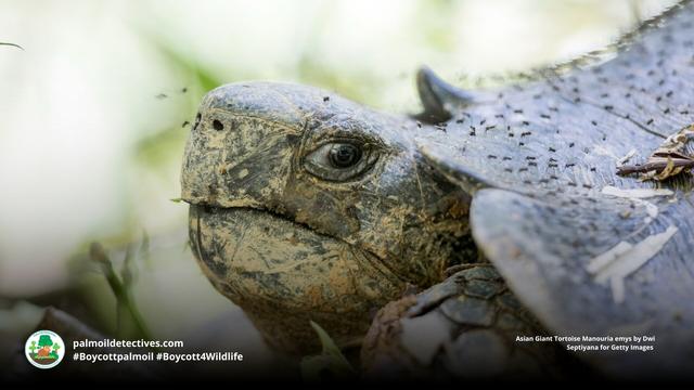 Despite being the largest #tortoise in Asia, Asian Giant Tortoises are #extinct in #Singapore 😿 and critically #endangered in #Indonesia 🇮🇩 #Malaysia 🇲🇾 #Thailand 🇹🇭 due to #palmoil #deforestation and the #pet trade. #BoycottPalmOil #Boycott4Wildlife https://palmoildetectives.com/2021/01/25/asian-giant-tortoise-manouria-emys/?utm_source=mastodon&utm_medium=Palm+Oil+Detectives&utm_campaign=publer