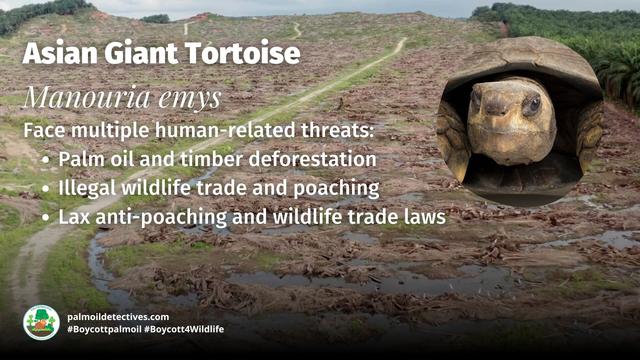 Despite being the largest #tortoise in Asia, Asian Giant Tortoises are #extinct in #Singapore 😿 and critically #endangered in #Indonesia 🇮🇩 #Malaysia 🇲🇾 #Thailand 🇹🇭 due to #palmoil #deforestation and the #pet trade. #BoycottPalmOil #Boycott4Wildlife https://palmoildetectives.com/2021/01/25/asian-giant-tortoise-manouria-emys/?utm_source=mastodon&utm_medium=Palm+Oil+Detectives&utm_campaign=publer