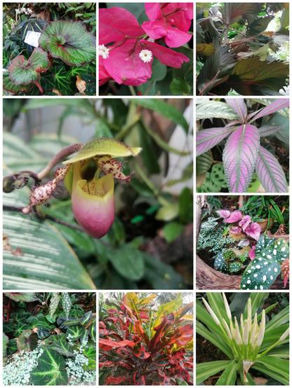A collage of plants found in a rainforest exhibition