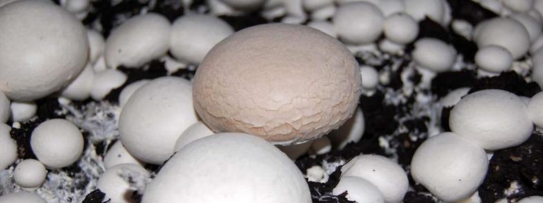 Photo of multiple young round and white fungal fruiting bodiues growing on a black substrate. One of the mushrooms is larger, slighly darker, and has a different texture than the others.