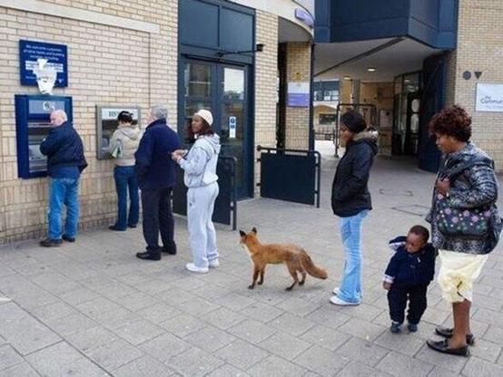 fox in the queue for a ATM