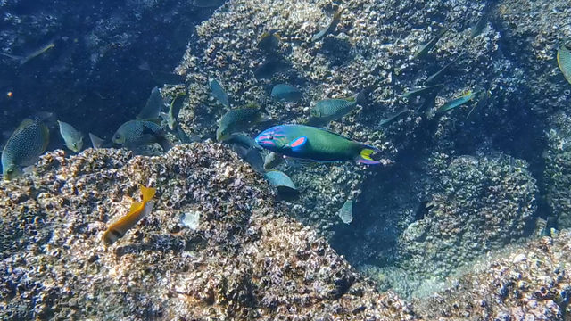 KI, überarbeitet: Das Bild zeigt eine Unterwasser- Szene, in der sich eine Vielzahl von Fischen um eine Felsformation tummeln. Im Mittelpunkt des Bildes befindet sich ein auffällig farbenfroher Fisch mit einem grünen Körper, blauen und roten Akzenten an den Flossen und einem gelben Schwanz. Er schwimmt durch das Wasser, umgeben von einer Gruppe kleinerer, dunklerer Fische, die in einer Schule schwimmen. Die Felsen sind mit Muscheln bedeckt, was auf eine lebendige Meeresumwelt hinweist. Die Farben sind lebhaft und die Lichtverhältnisse sind klar, was die Schönheit der Unterwasserwelt hervorhebt.