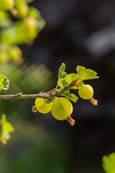 Das Bild zeigt eine Nahaufnahme von drei unreifen Stachelbeeren an einem Zweig.

Das Bild zeigt drei hellgrüne Stachelbeeren, die an einem dünnen, braunen Zweig hängen. Die Stachelbeeren sind noch nicht ganz reif und haben eine leicht ovale Form.  Die Blätter des Strauches sind hellgrün und leicht unscharf im Hintergrund, was den Fokus auf die Stachelbeeren lenkt. Der Hintergrund ist dunkel und unscharf, was einen Bokeh-Effekt erzeugt und die Stachelbeeren hervorhebt. Das Licht scheint von oben rechts zu kommen, was die Stachelbeeren und die Blätter zum Leuchten bringt. Die allgemeine Stimmung des Bildes ist ruhig, friedlich und natürlich. Es vermittelt ein Gefühl von Frische und Natürlichkeit. Die Nahaufnahme betont die Details der Früchte und Blätter und schafft eine fast malerische Atmosphäre.