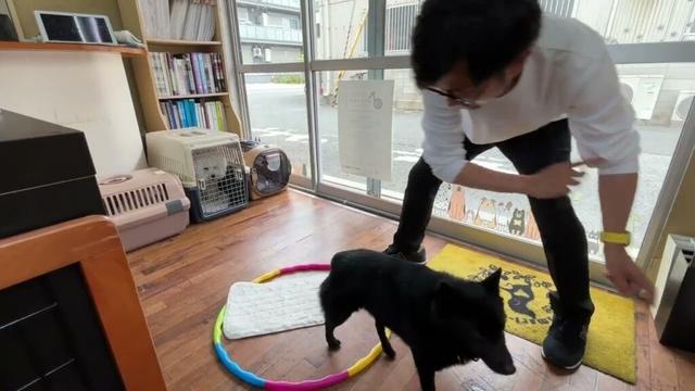 スキッパーキの”オセルくん”と”フラフープジャンプ”と指示なしで”マット”に挑戦！