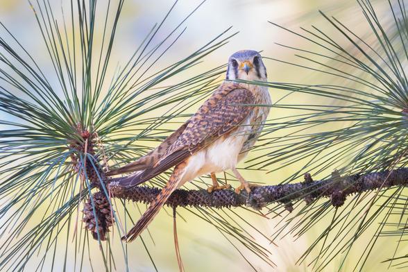 A male American kestrel perches on a branch near a nest box mounted in a large pine tree on a wooded 2-acre property in Lassen County, California. After years of seeing kestrels occasionally and finally putting up a nest box in winter 2024–2025, the male appeared in late March. A female was seen with him briefly, but by late May only the male has been visible. He may have been rejected or she could be inside incubating. The image was taken after a video session when the kestrel emerged and paused to look directly at the photographer.