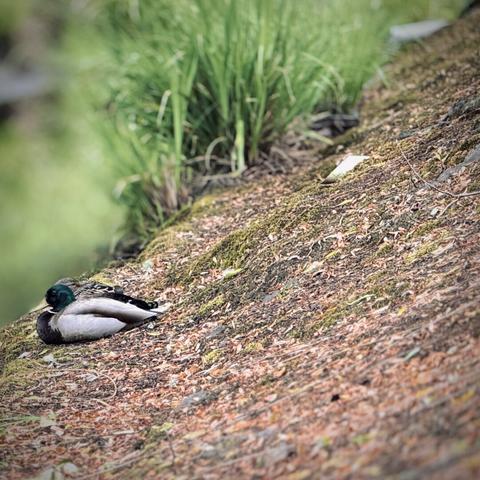 A mallard duck sits on a steep embankment by the riverside, staring out over the water on a shady afternoon.