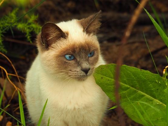 Un preciso gato siamés posó para mi cámara. Luce unos preciosos ojos celestes y su pelo es blanquecino con toques anaranjados. Se mostró tranquilo y amigable ante mi presencia.