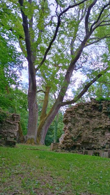 o tree on the monstary ruin Disibodenberg