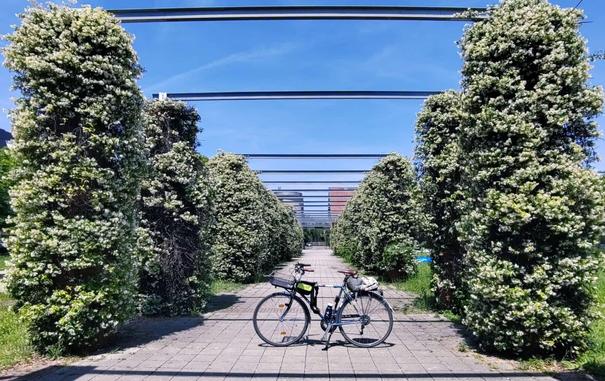 La mia bici vista di lato su un viale pedonale circondata da pilastri su cui sono arrampicate piante di gelsomino in fiore, come una cornice