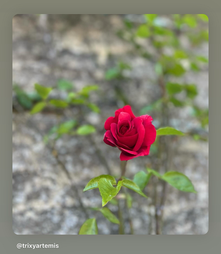 A single delicate red rose stands in contrast against a softly blurred stone wall. Its slender green vine and leaves weave gracefully, adding a touch of natural elegance to the scene.
