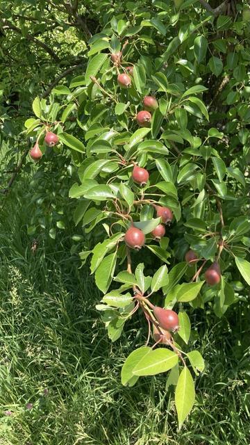 A small branch of a pear tree with about a dozen bronze-colored, developing pears lined up all along the branch.  The pears are about 2 inches / 5 cm in length.  The variety is Moonglow.
