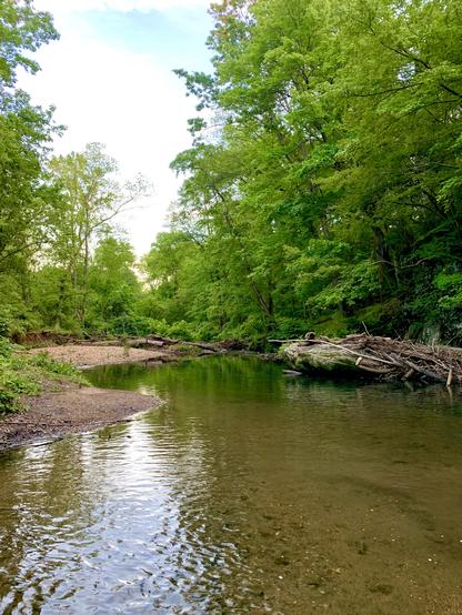 A creek flows through the woods, splitting into two branches around a small island at its center. The island, covered in gravel and pebbles, sits quietly in the middle of the flowing stream.