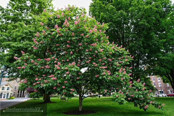 A large tree covered in bright pink, spiky blooms.