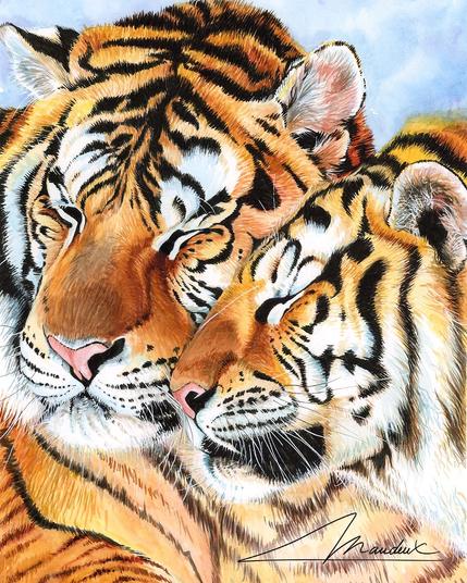Aquarelle naturaliste représentant le portrait de 2 tigres amoureux