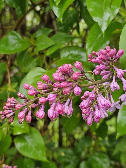 Purple lilac flower buds on the verge of blossoming. The bottom ones have rain drops hanging from them
