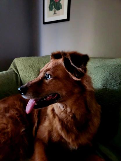 A most gorgeous dog sits on a couch that had a light green throw over it. She is staring towards unseen windows, the late afternoon light bringing out her dark, honey coloured and dark eyes with a hint of blue.