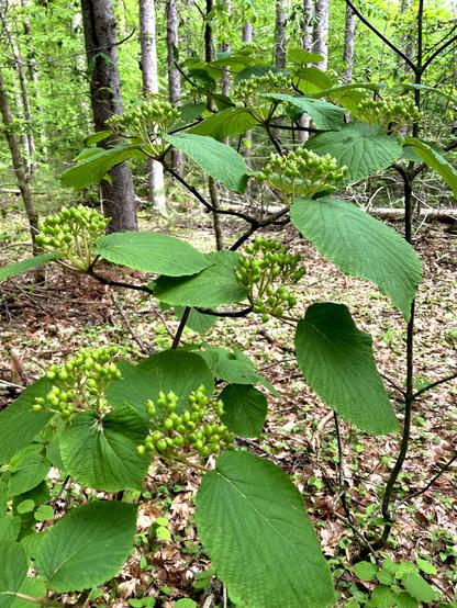 A close-up view of a green Hobblebush shrub with broad leaves and clusters of unripe green seeds, set against a backdrop of trees and forest foliage.