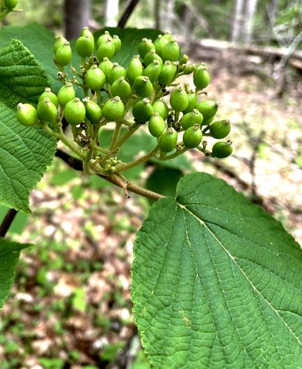 A close-up of a cluster of green, unripe seed pods on a Hobblebush plant, accompanied by large, textured green leaves. The background shows blurred greenery, suggesting a natural outdoor setting.