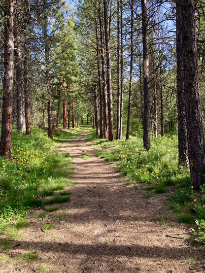 A trail disappears into the distance in a lush evergreen forest. The sky is mostly clear.