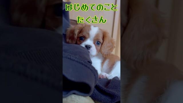 【子犬お迎え10日目】はじめて尽くしの一日