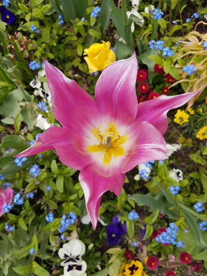 A vibrant, close-up, overhead shot of a pink tulip with white edges and a bright yellow centre, surrounded by a variety of other colourful flowers including small blue forget-me-nots, yellow blooms, and white and purple pansies, all nestled amongst green foliage in a garden bed.