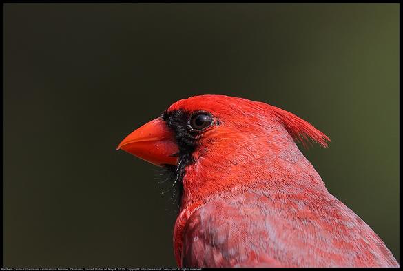 A portrait (closeup of head and face) of a Northern Cardinal (Cardinalis cardinalis) in Norman, Oklahoma, United States on May 4, 2025.