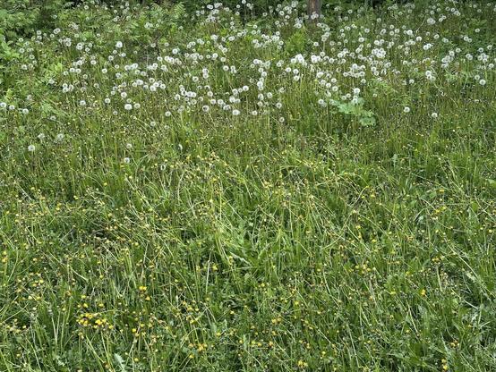 A grassy area filled with white dandelion puffballs on one half, and yellow dandelion flowers on the other. This division is based on where the sunlight falls.