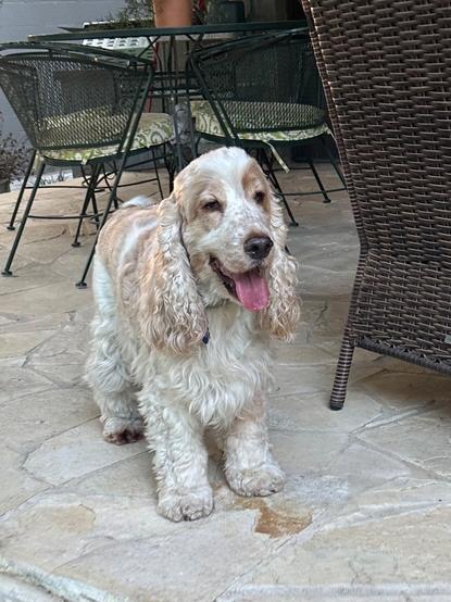 An orange roan English Cocker Spaniel, standing on the porch, looking towards the camera.  His tongue is out and he appears to be smiling.