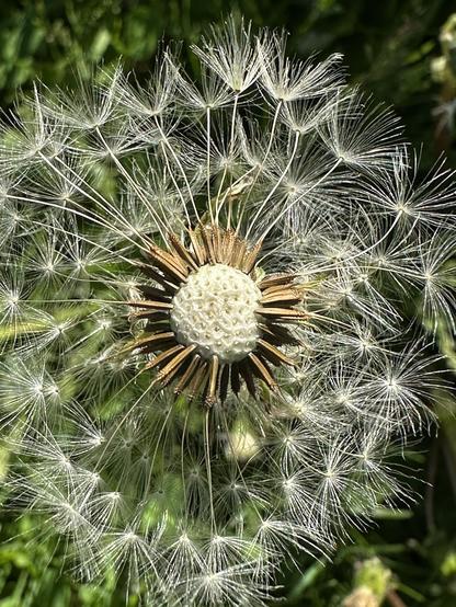 Close up of a dandelion puffball with half of the seeds already dispersed.