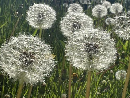A close-up view of dandelion seed heads in a grassy field, illuminated by sunlight. The fluffy seed heads are white and round, with some showing fine details of the seeds and their wispy structures.