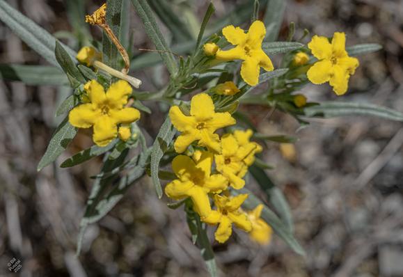 Lithospermum incisum, a stoneseed species. A cluster of simple flowers, five fused petals surrounding a tube protecting the reproductive parts. Short lanceolate silvery-grey leaves with short silver hairs on them. Blurry background greys and browns.
