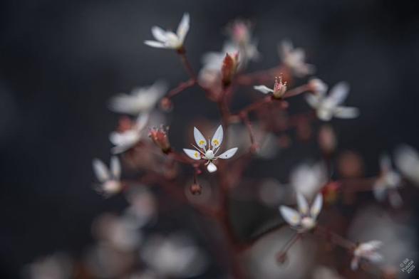 Micranthes ferruginea. The tiny tiny flowers of this saxifrage are like a mid-mod design. Each of five petals is like a pointy spoon joined to the flower by the handle, and has a yellow dot in the middle. The stamens are white with tiny red pollen pollen sacs at the ends. These flowers are arranged on a complicated branching raceme.