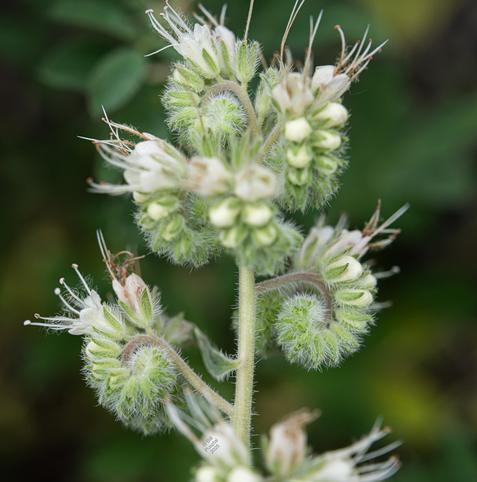 Phacelia hastata, silverleaf phacelia. The flowers grow in a beautiful spiral structure, starting with the largest ones opening at the one end and curling in around the youngest ones at the other end, buds gradated successively smaller until all you see are green calyxes. The whole is clothed in silver hairs. The open flowers are trumpet shaped, white, with protruding sexual parts.