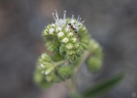 Phacelia hastata, silverleaf phacelia. Another flower stem, this with an ant for scale.